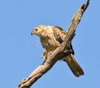 Whistling Kite - Haliastur sphenurus 4919