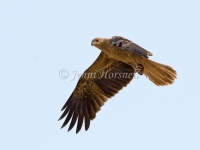 Whistling Kite - Haliastur sphenurus 6130