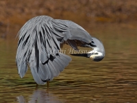 White-faced Heron - Egretta novaehollandiae 0538