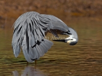 White-faced Heron - Egretta novaehollandiae 0538