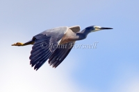 White-faced Heron - Egretta novaehollandiae 2813