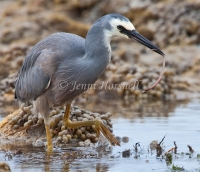 White-faced Heron - Egretta novaehollandiae 4325