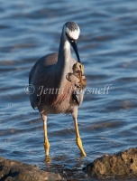 White-faced Heron - Egretta novaehollandiae 4603