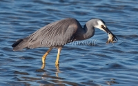 White-Faced-Heron-with-crab-4622