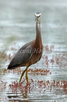 White-faced Heron - Egretta novaehollandiae 1285