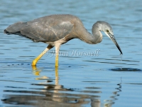 White-faced Heron - Egretta novaehollandiae