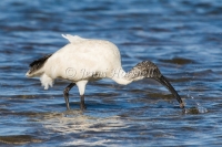 Australian White Ibis - Threskiornis molucca 0252
