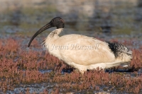 Australian White Ibis - Threskiornis molucca 3629