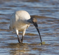 Australian White Ibis - Threskiornis molucca