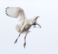 Australian White Ibis - Threskiornis molucca 0509