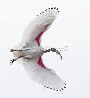 Australian White Ibis - Threskiornis molucca 0552