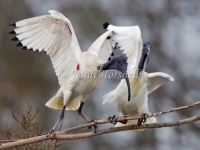 Australian White Ibis - Threskiornis molucca 0579