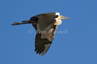 White-necked Heron - Ardea pacifica 0546