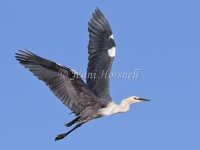 White-necked Heron - Ardea pacifica 0874