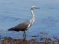 White-necked Heron - Ardea pacifica