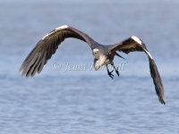 White-necked Heron - Ardea pacifica 4335