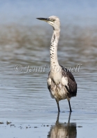 White-necked Heron - Ardea pacifica 4362