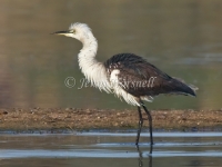 White-necked Heron - Ardea pacifica 4939