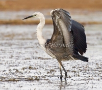 White-necked Heron - Ardea pacifica 5058