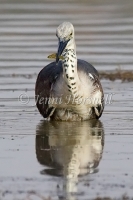 White-necked Heron - Ardea pacifica 5133