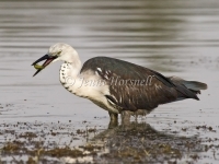 White-necked Heron - Ardea pacifica 5360