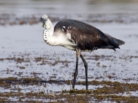 White-necked Heron - Ardea pacifica 5424