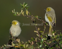 White-plumed Honeyeater - Lichenostomus penicillatus 0296