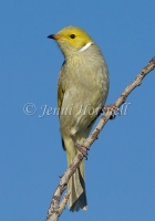 White-plumed Honeyeater - Lichenostomus penicillatus 0807