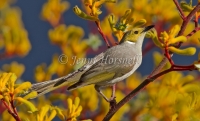 White-plumed Honeyeater - Lichenostomus penicillatus 2562