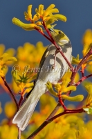 White-plumed Honeyeater - Lichenostomus penicillatus 2563