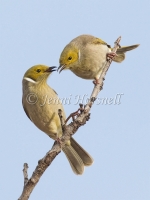 White-plumed Honeyeater - Lichenostomus penicillatus 8047