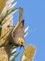 White-plumed Honeyeater - Lichenostomus penicillatus 1546