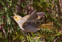 White-plumed Honeyeater - Lichenostomus penicillatus 1794