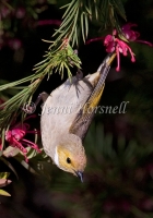 White-plumed Honeyeater - Lichenostomus penicillatus 1819