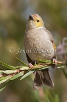 White-plumed Honeyeater - Lichenostomus penicillatus 2181