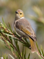 White-plumed Honeyeater - Lichenostomus penicillatus 2198