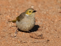 White-plumed Honeyeater - Lichenostomus penicillatus 2228