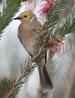White-plumed Honeyeater - Lichenostomus penicillatus 3401