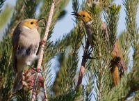 White-plumed Honeyeater - Lichenostomus penicillatus squabbling 2550