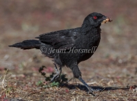 White-winged Chough - Corcorax melanorhamphos 5197
