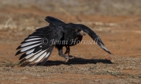 White-winged Chough - Corcorax melanorhamphos 5551