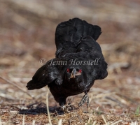 White-winged Chough - Corcorax melanorhamphos 5706