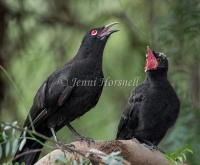 White-winged Chough - Corcorax melanorhamphos 6891