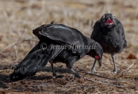 White-winged Chough - Corcorax melanorhamphos 8025