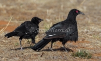 White-winged Chough - Corcorax melanorhamphos 8436