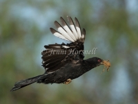 White-winged Chough - Corcorax melanorhamphos 9807