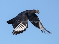 White-winged Chough - Corcorax melanorhamphos 9983