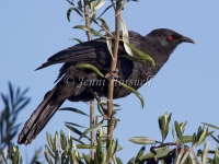 White-winged Chough - Corcorax melanorhamphos 5266