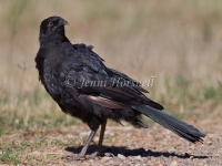 White-winged Chough - Corcorax melanorhamphos 5567