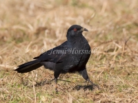 White-winged Chough - Corcorax melanorhamphos 6212